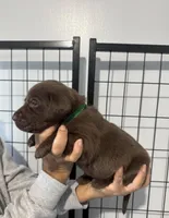 AKC. Green Collar , a male Labrador Retriever for sale in Summerville, GA – Photo 2 of 7