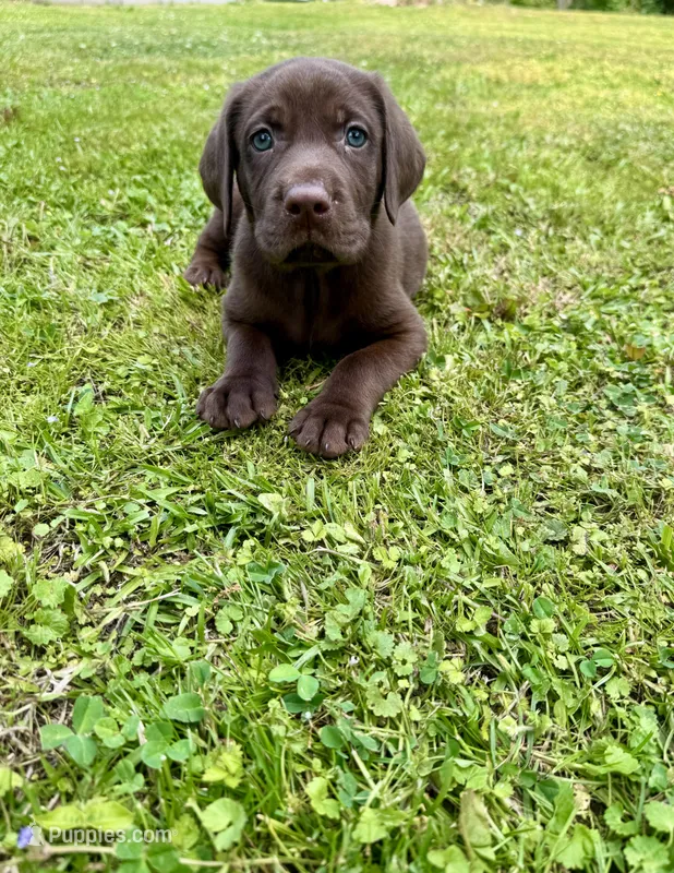 AKC. Green Collar  – Labrador Retriever puppy for sale in Summerville, GA