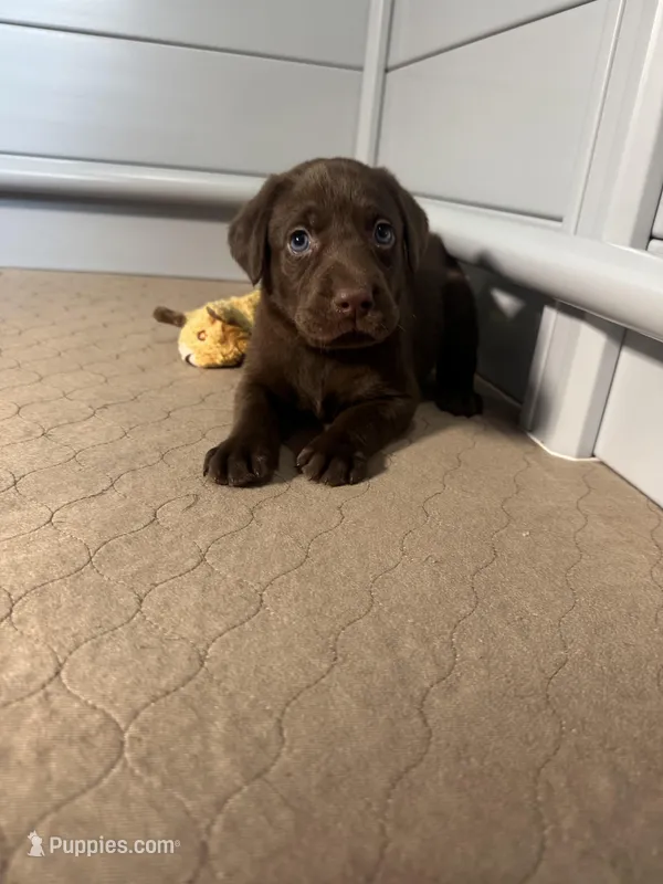 AKC. Green Collar  – Labrador Retriever puppy for sale in Summerville, GA