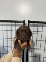 AKC. Green Collar , a male Labrador Retriever for sale in Summerville, GA – Photo 1 of 4