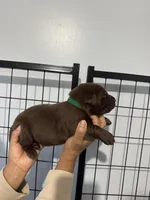 AKC. Green Collar , a male Labrador Retriever for sale in Summerville, GA – Photo 4 of 4