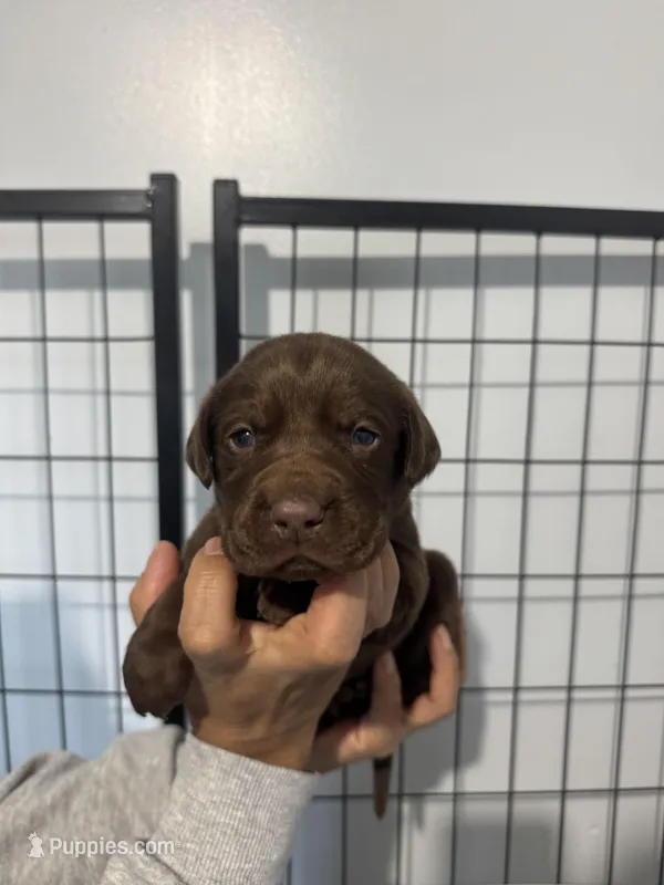 AKC. Green Collar  – Labrador Retriever puppy for sale in Summerville, GA