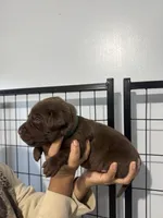 AKC. Green Collar , a male Labrador Retriever for sale in Summerville, GA – Photo 2 of 4