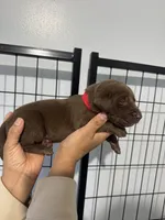 AKC. Red Collar, a male Labrador Retriever for sale in Summerville, GA – Photo 3 of 3