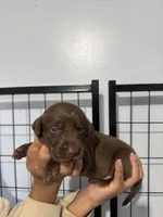 AKC. Red Collar, a male Labrador Retriever for sale in Summerville, GA – Photo 2 of 3