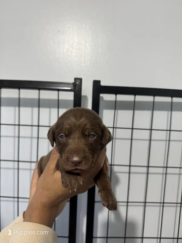 AKC. Red Collar – Labrador Retriever puppy for sale in Summerville, GA