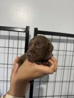 AKC. Pink Collar , a female Labrador Retriever for sale in Summerville, GA – Photo 2 of 3