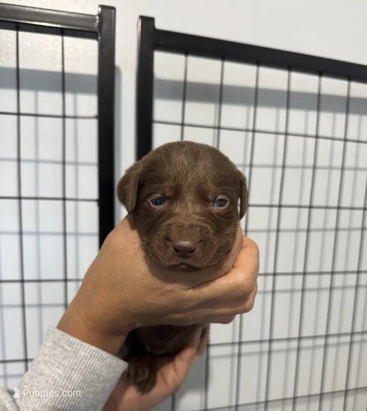 AKC. Pink Collar  – Labrador Retriever puppy for sale in Summerville, GA