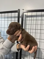 AKC. Pink Collar , a female Labrador Retriever for sale in Summerville, GA – Photo 3 of 6