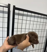 AKC. Pink Collar , a female Labrador Retriever for sale in Summerville, GA – Photo 2 of 6