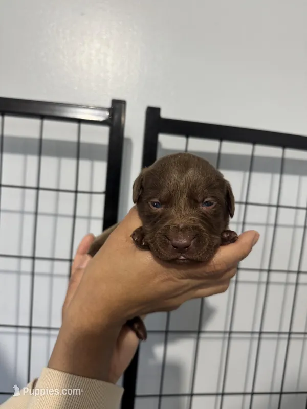 AKC. Pink Collar  – Labrador Retriever puppy for sale in Summerville, GA