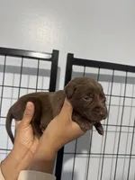 AKC. Pink Collar , a female Labrador Retriever for sale in Summerville, GA – Photo 3 of 3