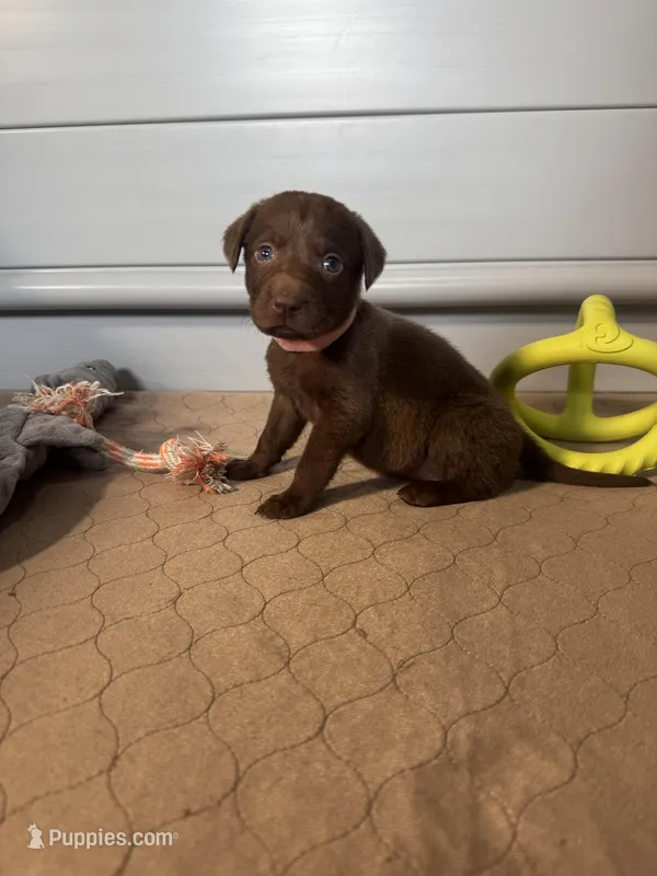 AKC. Pink Collar  – Labrador Retriever puppy for sale in Summerville, GA