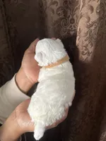 A.K.C Alejandra , a female Bichon Frise for sale in Summerville, GA – 3 of 4