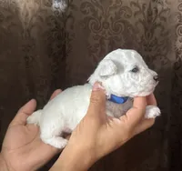 A.K.C George , a male Bichon Frise for sale in Summerville, GA – 4 of 5