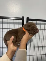 AKC. Orange Collar, a male Labrador Retriever for sale in Summerville, GA – Photo 2 of 3