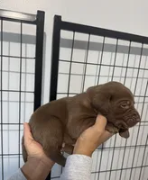 AKC. Orange Collar, a male Labrador Retriever for sale in Summerville, GA – Photo 2 of 6