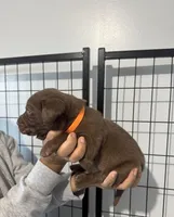 AKC. Orange Collar, a male Labrador Retriever for sale in Summerville, GA – Photo 3 of 6