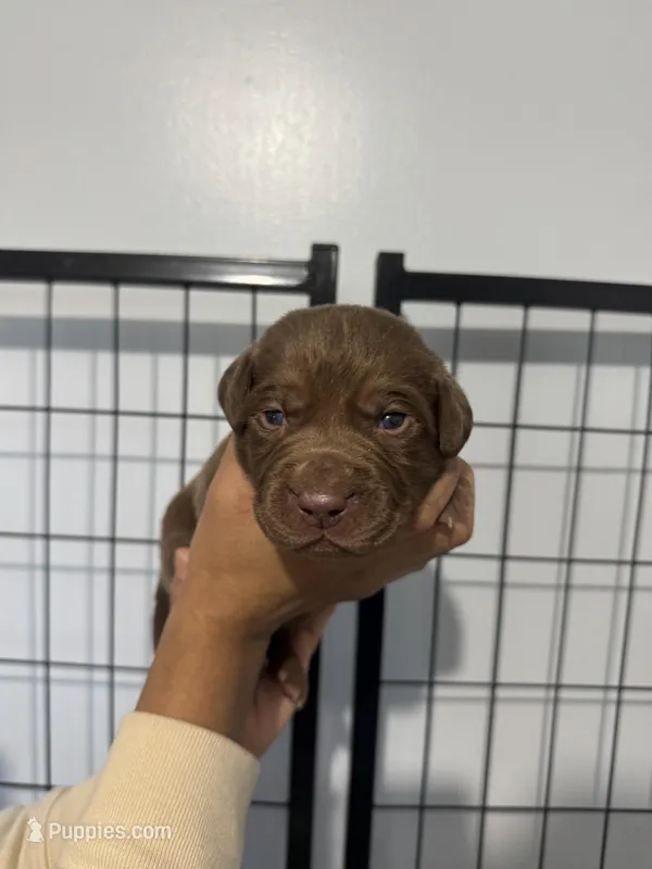 AKC. Orange Collar – Labrador Retriever puppy for sale in Summerville, GA