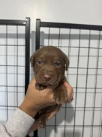 AKC. Orange Collar, a male Labrador Retriever for sale in Summerville, GA – Photo 1 of 6