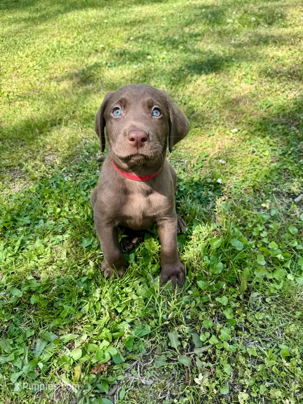 AKC. Red Collar – Labrador Retriever puppy for sale in Summerville, GA