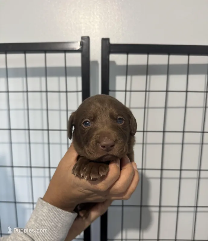 AKC. Red Collar – Labrador Retriever puppy for sale in Summerville, GA