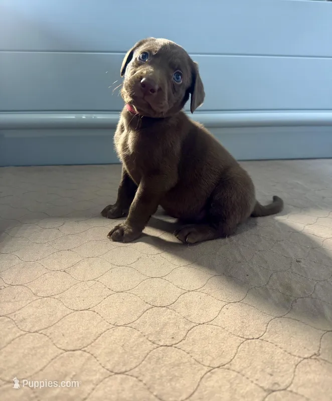 AKC. Red Collar – Labrador Retriever puppy for sale in Summerville, GA