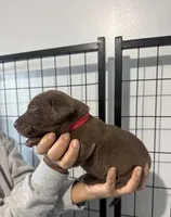 AKC. Red Collar, a male Labrador Retriever for sale in Summerville, GA – Photo 2 of 6