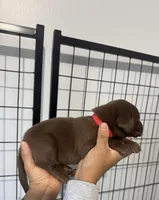 AKC. Red Collar, a male Labrador Retriever for sale in Summerville, GA – Photo 3 of 6