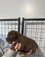 AKC Navy Collar, a male Labrador Retriever for sale in Summerville, GA – Photo 3 of 8