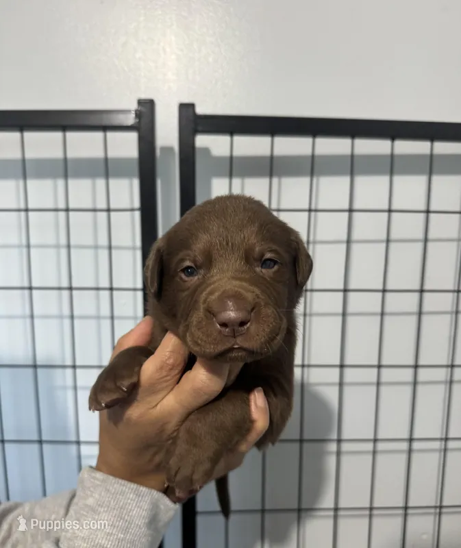 AKC Navy Collar – Labrador Retriever puppy for sale in Summerville, GA