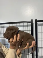 AKC Navy Collar, a male Labrador Retriever for sale in Summerville, GA – Photo 5 of 5