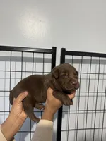 AKC Navy Collar, a male Labrador Retriever for sale in Summerville, GA – Photo 4 of 5