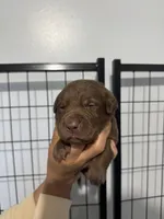 AKC Navy Collar, a male Labrador Retriever for sale in Summerville, GA – Photo 3 of 5