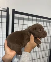 AKC Navy Collar, a male Labrador Retriever for sale in Summerville, GA – Photo 2 of 8