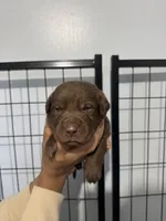 AKC Navy Collar, a male Labrador Retriever for sale in Summerville, GA – Photo 1 of 5