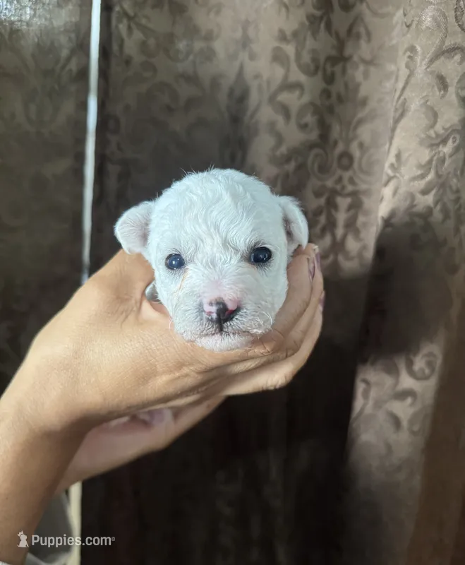 A.K.C Alejandra  – Bichon Frise puppy for sale in Summerville, GA