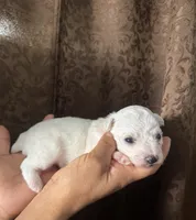 A.K.C Leo, a male Bichon Frise for sale in Summerville, GA – 3 of 4