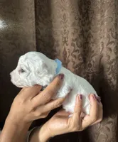 A.K.C Jasmine , a female Bichon Frise for sale in Summerville, GA – 4 of 4