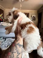 Snickers , a female Shihpoo for sale in Salisbury, NC – 4 of 6
