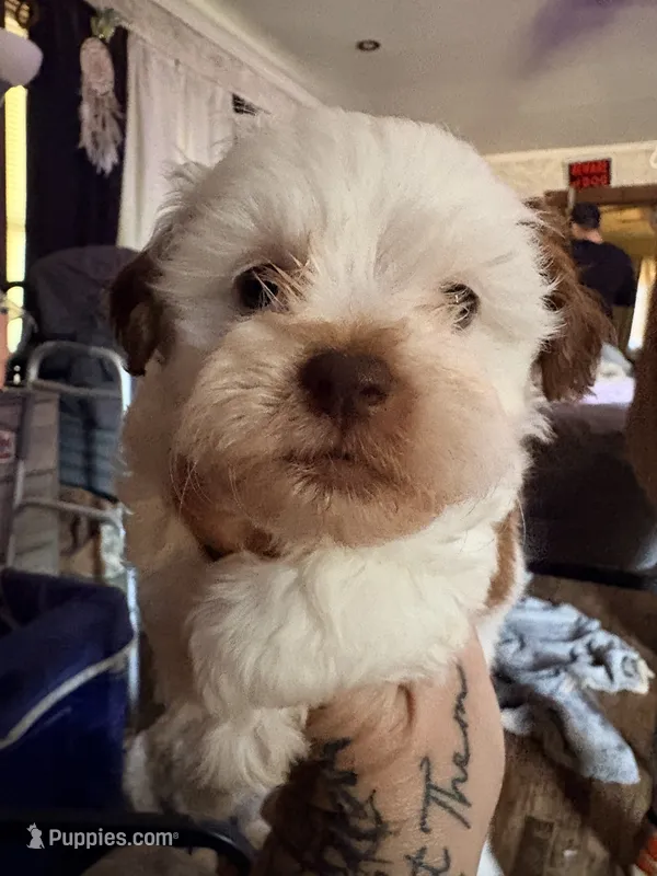 Cole, a male Shihpoo for sale in Salisbury, NC – 1 of 5