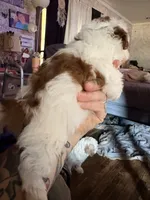Cole, a male Shihpoo for sale in Salisbury, NC – 5 of 5
