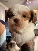Zazzy, a female Shihpoo for sale in Salisbury, NC – 4 of 5