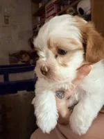 Piper, a female Shihpoo for sale in Salisbury, NC – 2 of 6