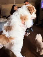 Piper, a female Shihpoo for sale in Salisbury, NC – 4 of 6