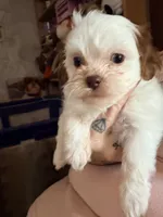 Snickers , a female Shihpoo for sale in Salisbury, NC – 2 of 6