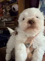Cole, a male Shihpoo for sale in Salisbury, NC – 2 of 5