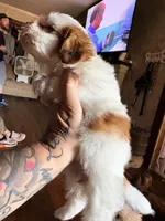 Piper, a female Shihpoo for sale in Salisbury, NC – 6 of 6