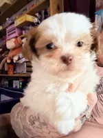 Zazzy, a female Shihpoo for sale in Salisbury, NC – 2 of 5