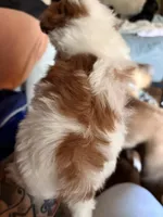 Zazzy, a female Shihpoo for sale in Salisbury, NC – 5 of 5